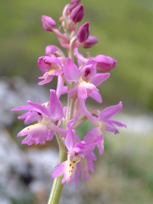 Orchis x colemanii (ibrido: Or. mascula x Or. pauciflora)